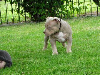 AMERICAN BULLY - 9