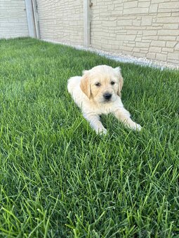 Zlatý retriever - 9