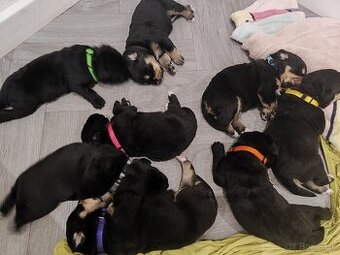 Labrador čierny šteniatko - labradorský retríver - 9