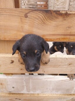 Šteniatka Jack russel terier, posledný 3 chlapci - 9