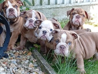 Anglicky buldog-steniatka - 9