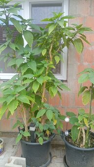 Trúby, figovníky, tráva - 9