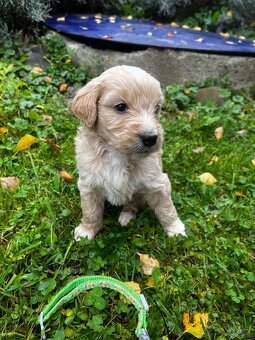 Goldendoodle šteniatka F2 - 9