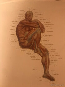 Vyobrazenie človeka na osnovách anatomie a kreslenia postav - 9