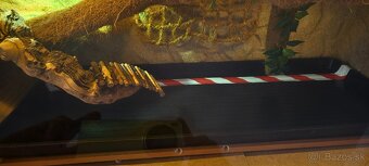 3 agamy + veľké zariadené terárium s UVB, LED a zvlhčovačom - 9