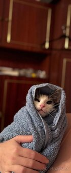 Stratil sa kocúrik Leo v Nitre - 9