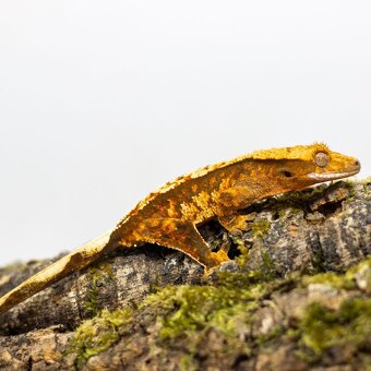 GeckoSVK - Pagekón riasnatý (ciliatus), hrbolkohlavý - 9