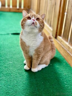 Britský kocúrik s PP - 9