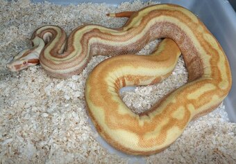 Boa imperator - Paraglow Motley Jungle, Sunglow Motley - 9