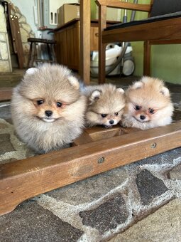 Pomeranian s pp FCI - 9