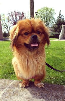 Tibetskỳ spaniel šteniatka - 9