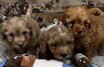 Maltipoo - 9