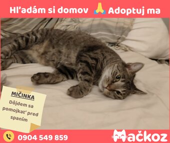 MIČINKA - Darujem mačku / Darujem mačičku - 9
