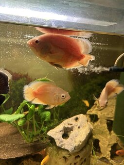 Cichlida pávia - ocellatus - 9