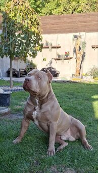American Bully - 9