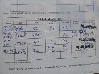Šteniatka s PP - Jazvečík hrubosrstý - 9