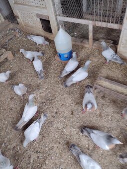 Predam holuby Koburske skovranky. - 9