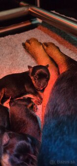 Rottweiler s PP  Rotvajler s PP Štenata rotvajlera s PP Šten - 9