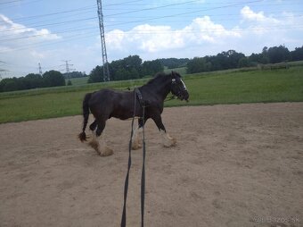 Pripúštanie Írsky Cob - 9