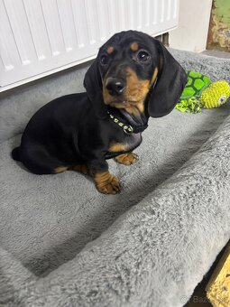 Jazvečík kratkosrstý - 9