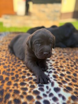 Labrador šteniatka - 9