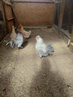 Predám mladých kohútov araucana levanduľových - 9