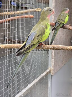 Rozeli pestré, princ zelený - 9