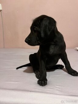 Steniatka labradora - 9