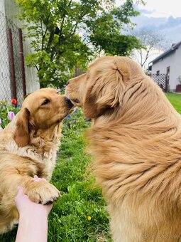 Zlatý retriever šteniatka - 9