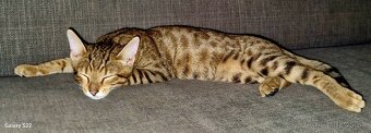 Bengalsky kocurik - 9