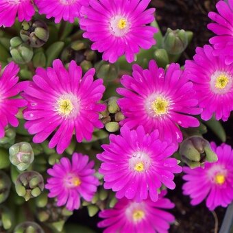 Predám skalničky,trvalky ,cibuloviny ,pivone a orchideje. - 9