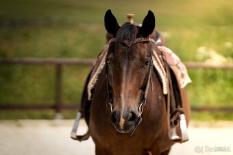 Buckskin klisna American Quarter Horse, Euro Futurity - 9