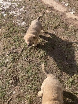 Predám šteniatka - 9