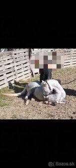 Pony kobylka - žrebná - 9