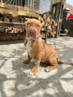 American bully XL - 9