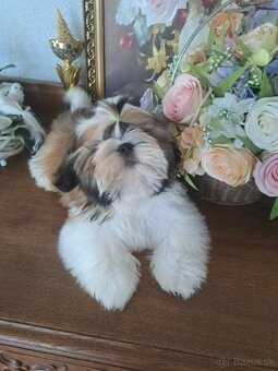 Shih-tzu s PP / shi tzu / shi-tzu - 9