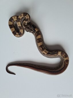 Veľhad Královský-Boa Constrictor tohto ročné - 9