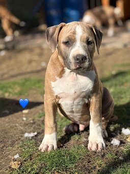 Americký stafordšírsky teriér s PP - 9