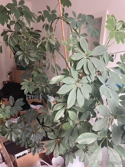 MONSTERA + INE KVETY IZBOVE - 9