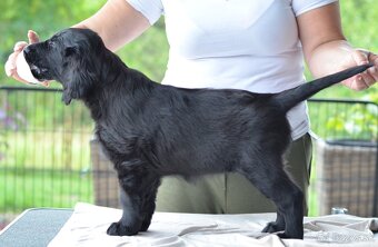 Flat Coated Retriever - štěniatka s PP - 9