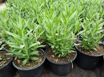 Levandula lekárska-ružová,fialová,biela - 9