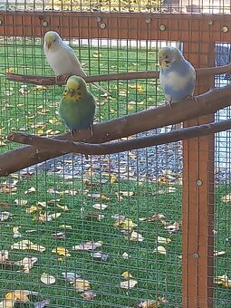 Andulka - Papagájec vlnkovaný - 9