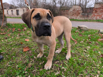 Krásna fenecka Kanárska Doga / Presa Canario s PP - 9