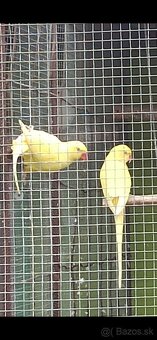 Alexander Malý, - 9