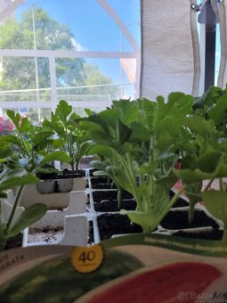 Predám planty stále 90% skladom plant - 9