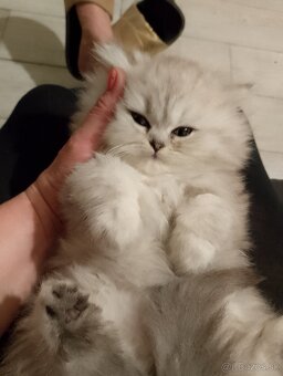 Predám nádherné mačiatka perzska cincila - 9