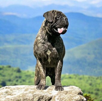 Šteniatka Bullmastiff - 9