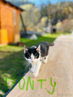 Ďarujem mačiatka - 9