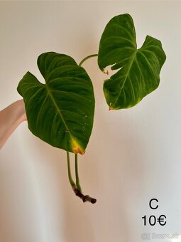Philodendron Gloriosum odrezky - 9