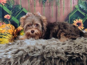 Yorkshire terrier - 9
